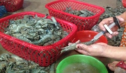 Bơm bột trắng và rau câu vào tôm sú để kiếm lời